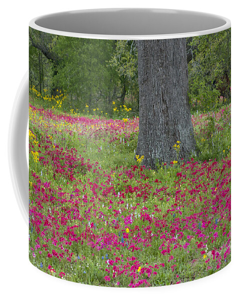 Landscape; Texas; Wildflowers; Crown Tickweed; Drummonds Phlox; Red; Oak Tree; North America; Dave Welling; Photograph; Spring; Fresh; Flowers;landscape; Nature; Scenic; Flora; Native Plants Coffee Mug featuring the photograph Drummonds Phlox and Crown Tickweed Central Texas by Dave Welling