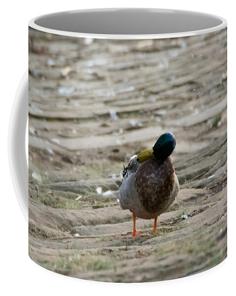 Duck Coffee Mug featuring the photograph Duck Shakes It Off by Holden The Moment
