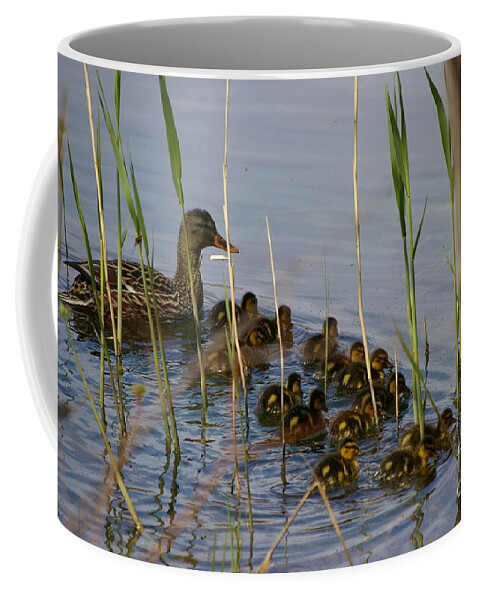 Duck Coffee Mug featuring the photograph Ducklings and Mom by Tannis Baldwin