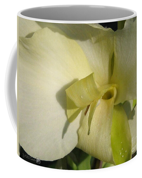 Dwarf Coffee Mug featuring the photograph Dwarf Canna Lily named Ermine by J McCombie