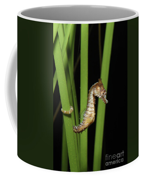 Animal Coffee Mug featuring the photograph Dwarf Seahorse by Gregory G. Dimijian