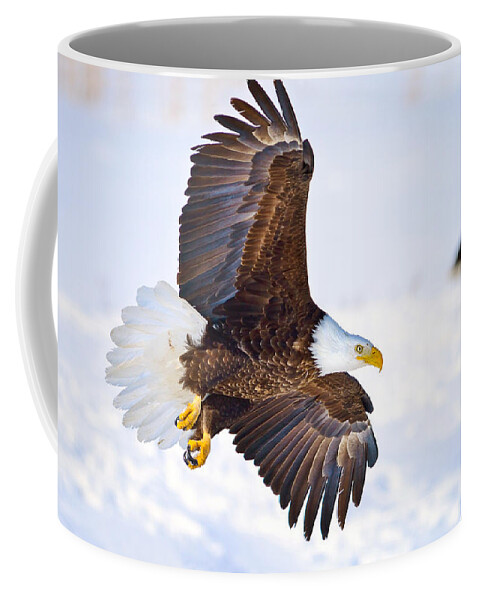 Bald Eagle Coffee Mug featuring the photograph Eagle Landing by Greg Norrell