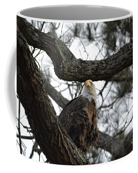 Adult Bald Eagles Coffee Mug featuring the photograph Eagle Perched in a Tree by Jai Johnson