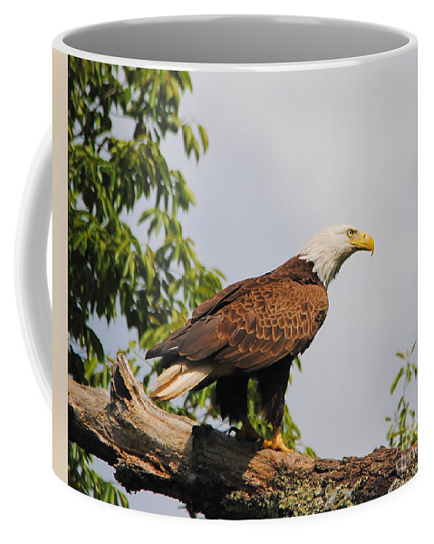 Bald Eagle Coffee Mug featuring the photograph Eagle Portrait II by Jai Johnson