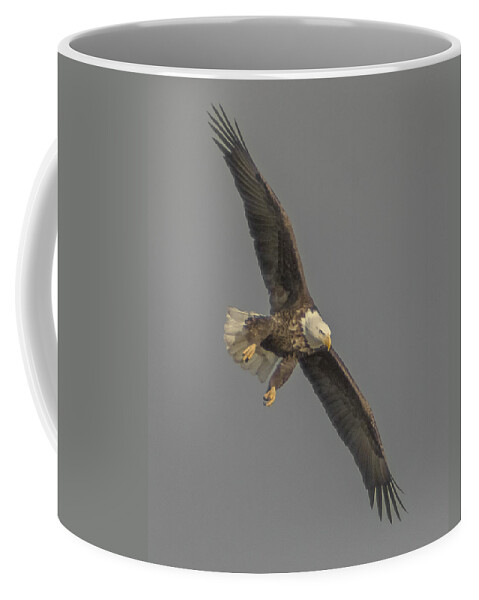  Coffee Mug featuring the photograph Eagle Preparing to Dive by Paul Brooks