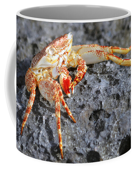 Crab Coffee Mug featuring the photograph Vibrant Colors of a Rock Crab East Coast Cozumel Mexico Macro by Shawn O'Brien