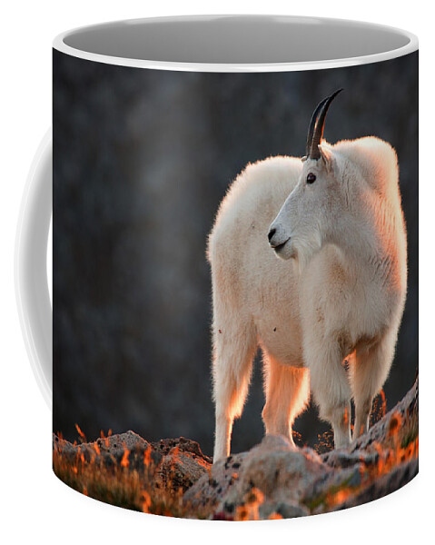 Mountain Goat Photograph Coffee Mug featuring the photograph East of Evening by Jim Garrison