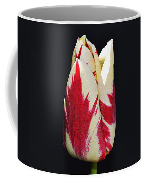 Petal Coffee Mug featuring the photograph Easter Greetings - Twinkle Tulip by Felicia Tica