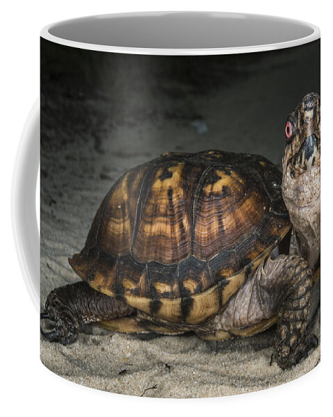 Pete Oxford Coffee Mug featuring the photograph Eastern Box Turtle Georgia by Pete Oxford