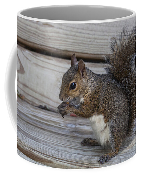 Squirrel Coffee Mug featuring the photograph Eastern Gray Squirrel-4 by Diane Macdonald
