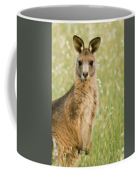 Sebastian Kennerknecht Coffee Mug featuring the photograph Eastern Grey Kangaroo Juvenile Mount by Sebastian Kennerknecht