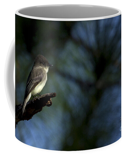 Prairie Pines Coffee Mug featuring the photograph Eastern Phoebe by Meg Rousher