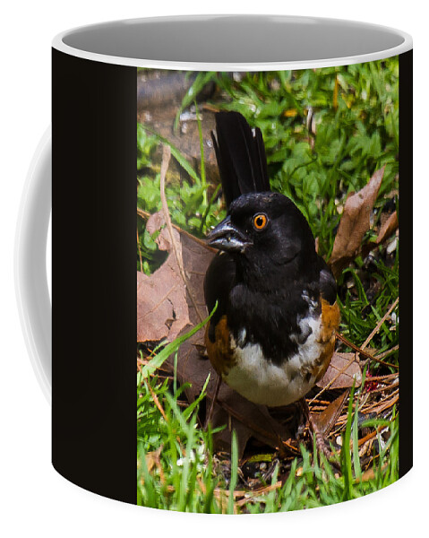 Eastern Towhee Coffee Mug featuring the photograph Eastern Towhee - Male by Robert L Jackson