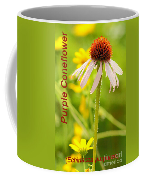 Nature Coffee Mug featuring the photograph Echinacea by Robert Frederick