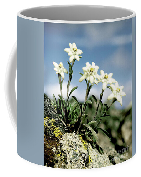 Plant Coffee Mug featuring the photograph Edelweiss by Hermann Eisenbeiss