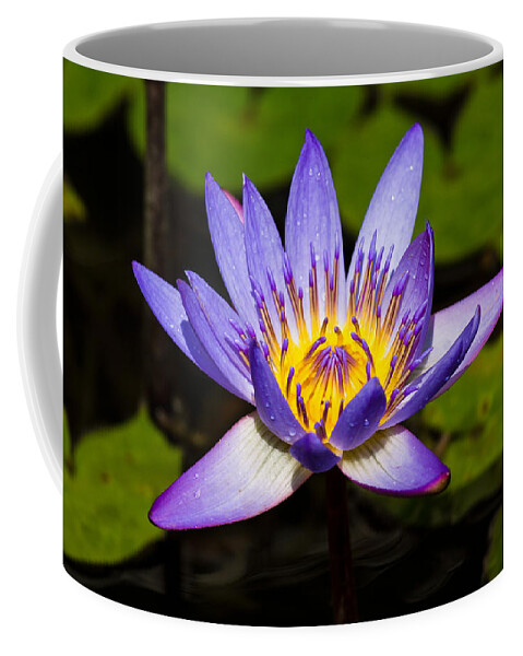 Egyptian Blue Coffee Mug featuring the photograph Egyptian Blue water lily by Scott Carruthers