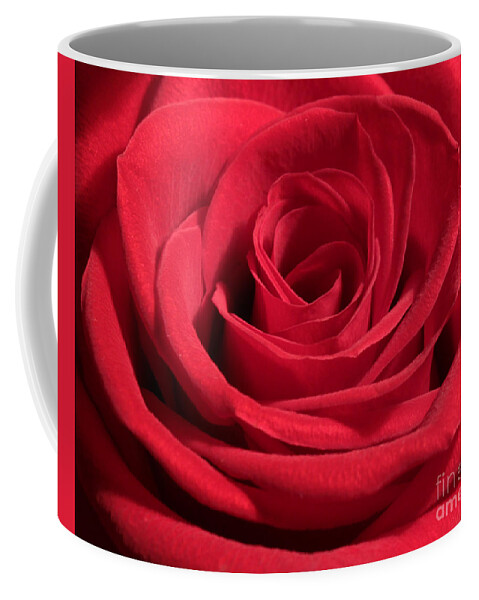 Rose Coffee Mug featuring the photograph Elegant Rose by Anita Oakley