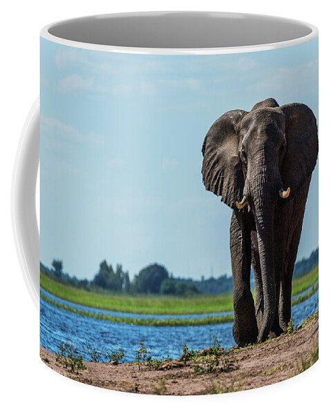 African Elephant Coffee Mug featuring the photograph Elephant Loxodonta Africana by Nick Dale