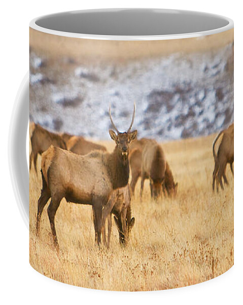 Elk Coffee Mug featuring the photograph Elk Herd Colorado Foothills Plains Panorama by James BO Insogna