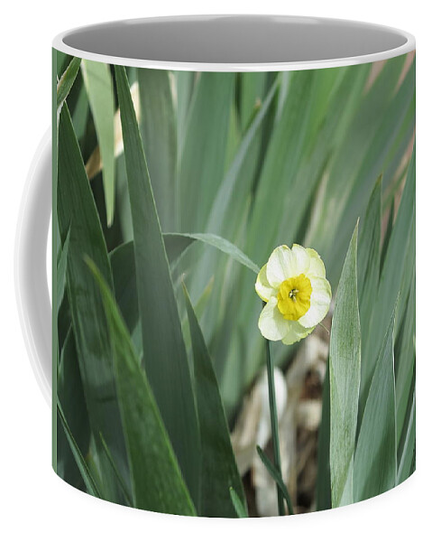 Daffodils Coffee Mug featuring the photograph Emerge by Jessica Myscofski