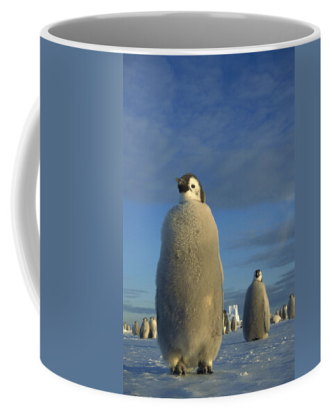 Feb0514 Coffee Mug featuring the photograph Emperor Penguin Chick At Midnight by Tui De Roy