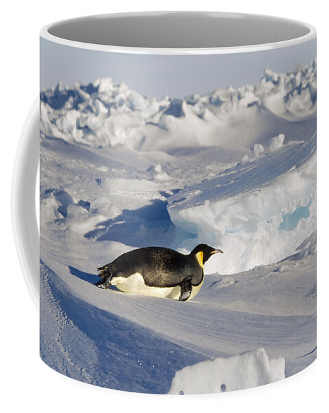 Feb0514 Coffee Mug featuring the photograph Emperor Penguin Tobogganing Antarctica by Konrad Wothe