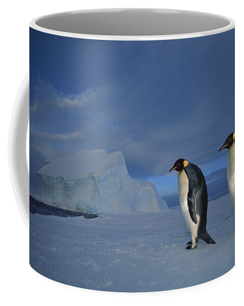 Feb0514 Coffee Mug featuring the photograph Emperor Penguins At Midnight Antarctica by Tui De Roy