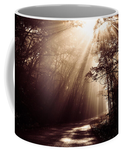 Trees Coffee Mug featuring the photograph Enchanted Light by Todd Klassy