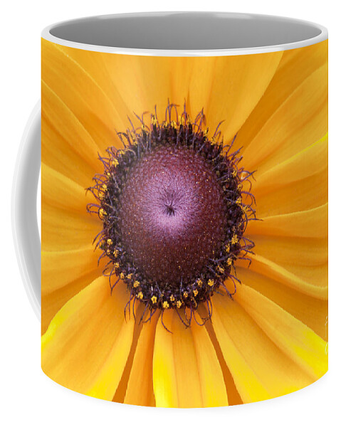 Black-eyed Susan Coffee Mug featuring the photograph Encouragement by Patty Colabuono