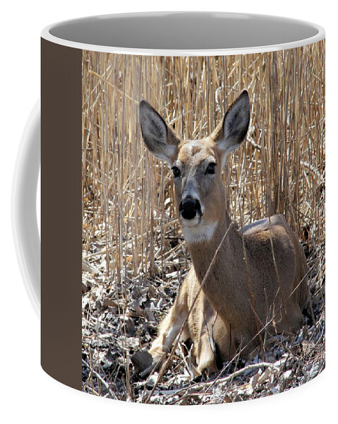 White-tailed Deer Coffee Mug featuring the photograph Enjoying Spring At Last by Doris Potter