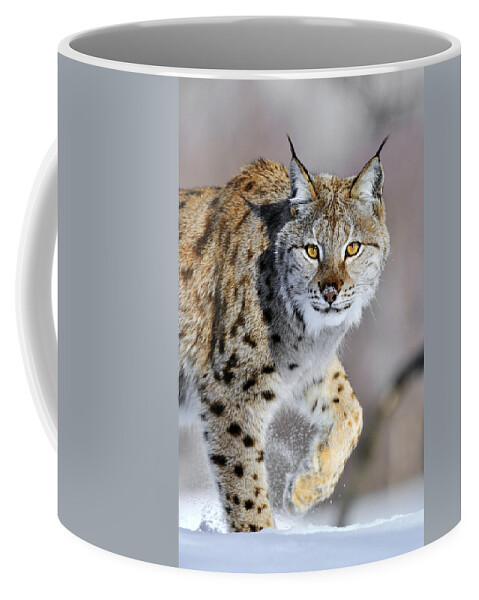 Mp Coffee Mug featuring the photograph Eurasian Lynx Walking by Jasper Doest