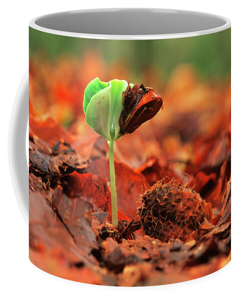 00282954 Coffee Mug featuring the photograph European Beech Seedling by Flip De Nooyer