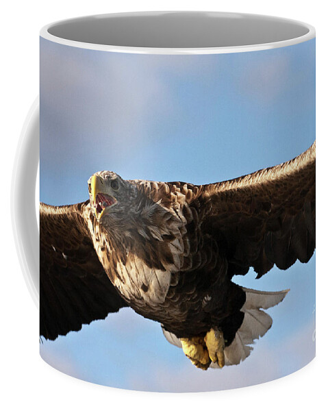 White_tailed Eagle Coffee Mug featuring the photograph European Flying Sea Eagle 1 by Heiko Koehrer-Wagner