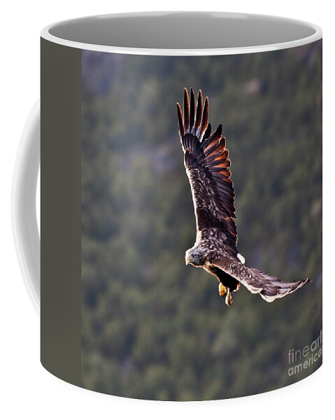 White_tailed Eagle Coffee Mug featuring the photograph European Flying Sea Eagle 4 by Heiko Koehrer-Wagner