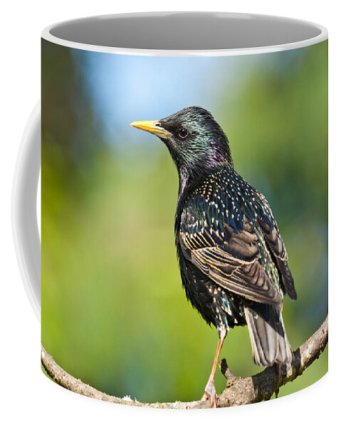 Animal Coffee Mug featuring the photograph European Starling in a Tree by Jeff Goulden