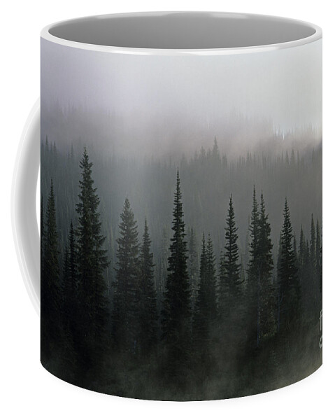 Atmosphere Coffee Mug featuring the photograph Evergreen trees in fog by Jim Corwin