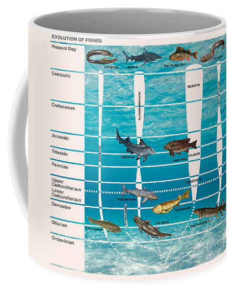 Evolution Coffee Mug featuring the photograph Evolution Of Fishes, Illustration by Gwen Shockey