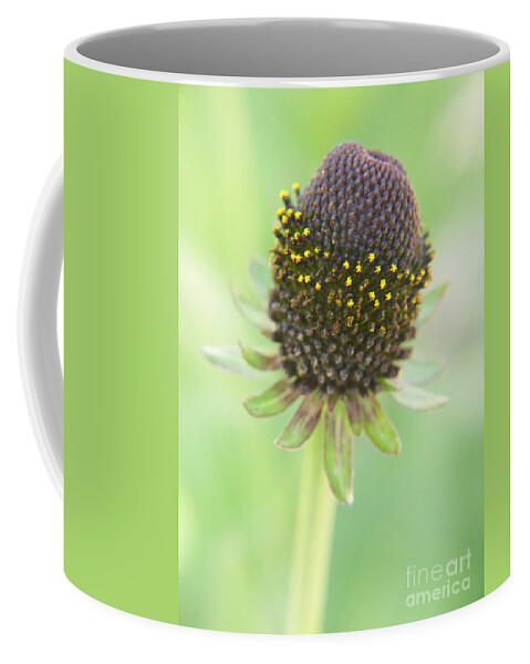 Photography Coffee Mug featuring the photograph Fairy Ring by Jackie Farnsworth