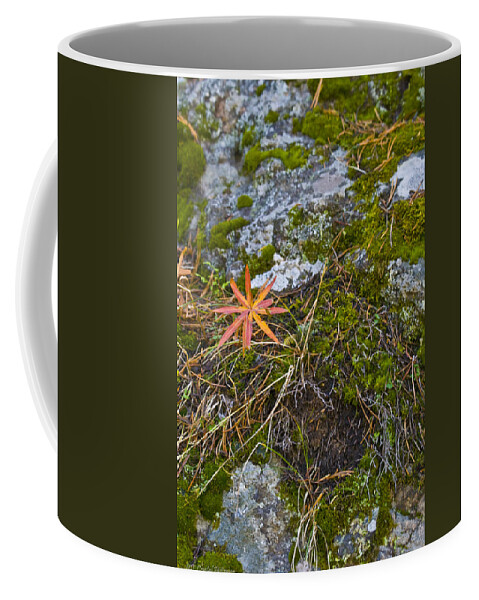 Scenic Coffee Mug featuring the photograph Fall and Moss by Miss Crystal D