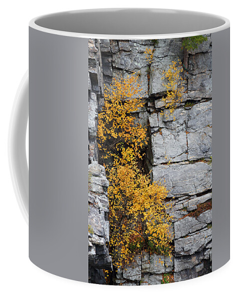 Autumn Coffee Mug featuring the photograph Fall Foliage Colors 01 by Metro DC Photography