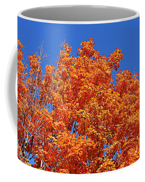 Autumn Coffee Mug featuring the photograph Fall Foliage Colors 19 by Metro DC Photography