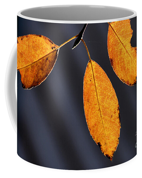 Fall Leaves Coffee Mug featuring the photograph Fall Glories by Stan Reckard
