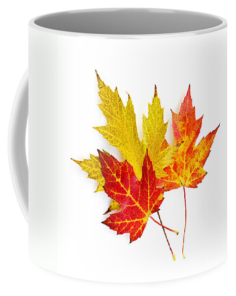 Leaves Coffee Mug featuring the photograph Fall maple leaves on white by Elena Elisseeva