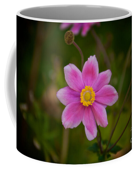 Daisy Coffee Mug featuring the photograph Fall Pink Daisy by William Norton