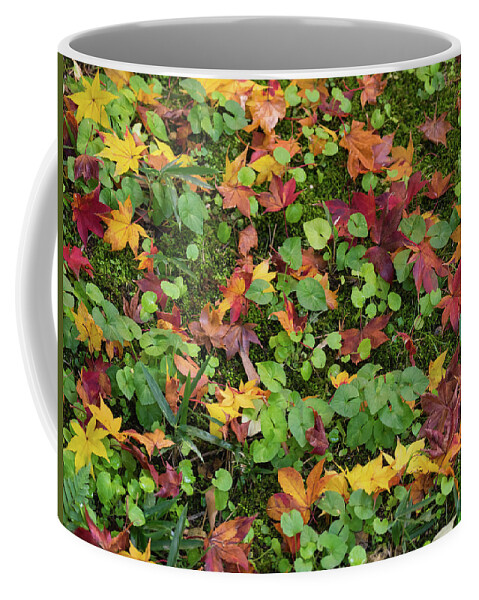 Photography Coffee Mug featuring the photograph Fallen Autumnal Leaves On Ground by Panoramic Images
