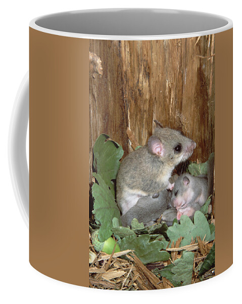 00196695 Coffee Mug featuring the photograph Fat Dormouse Mother Nursing Young by Konrad Wothe