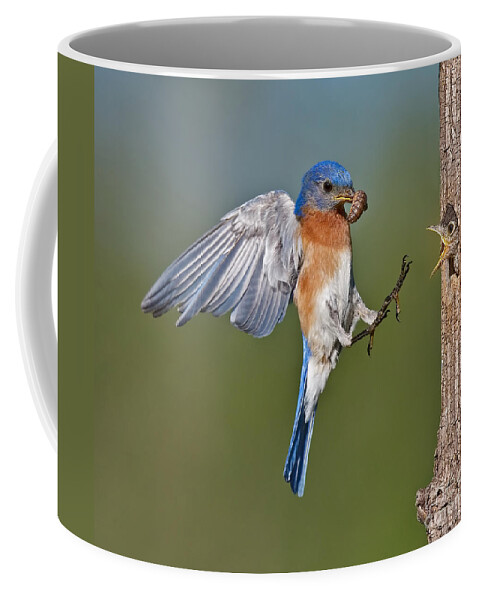Eastern Bluebird Coffee Mug featuring the photograph Feed me Daddy by Susan Candelario