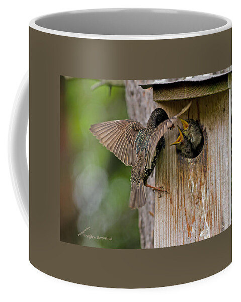 Feeding Starlings Coffee Mug featuring the photograph Feeding Starlings by Torbjorn Swenelius