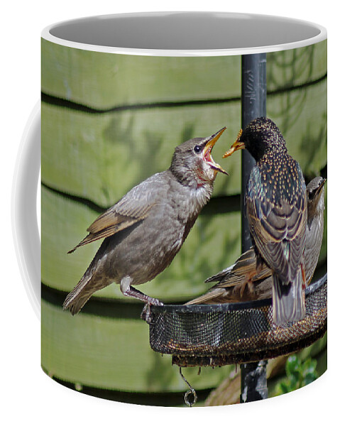 Juvenile Starling Coffee Mug featuring the photograph Feeding Time by Tony Murtagh