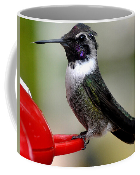 Hummmingbird Coffee Mug featuring the photograph Male Anna On Feeder Perch Posing by Jay Milo